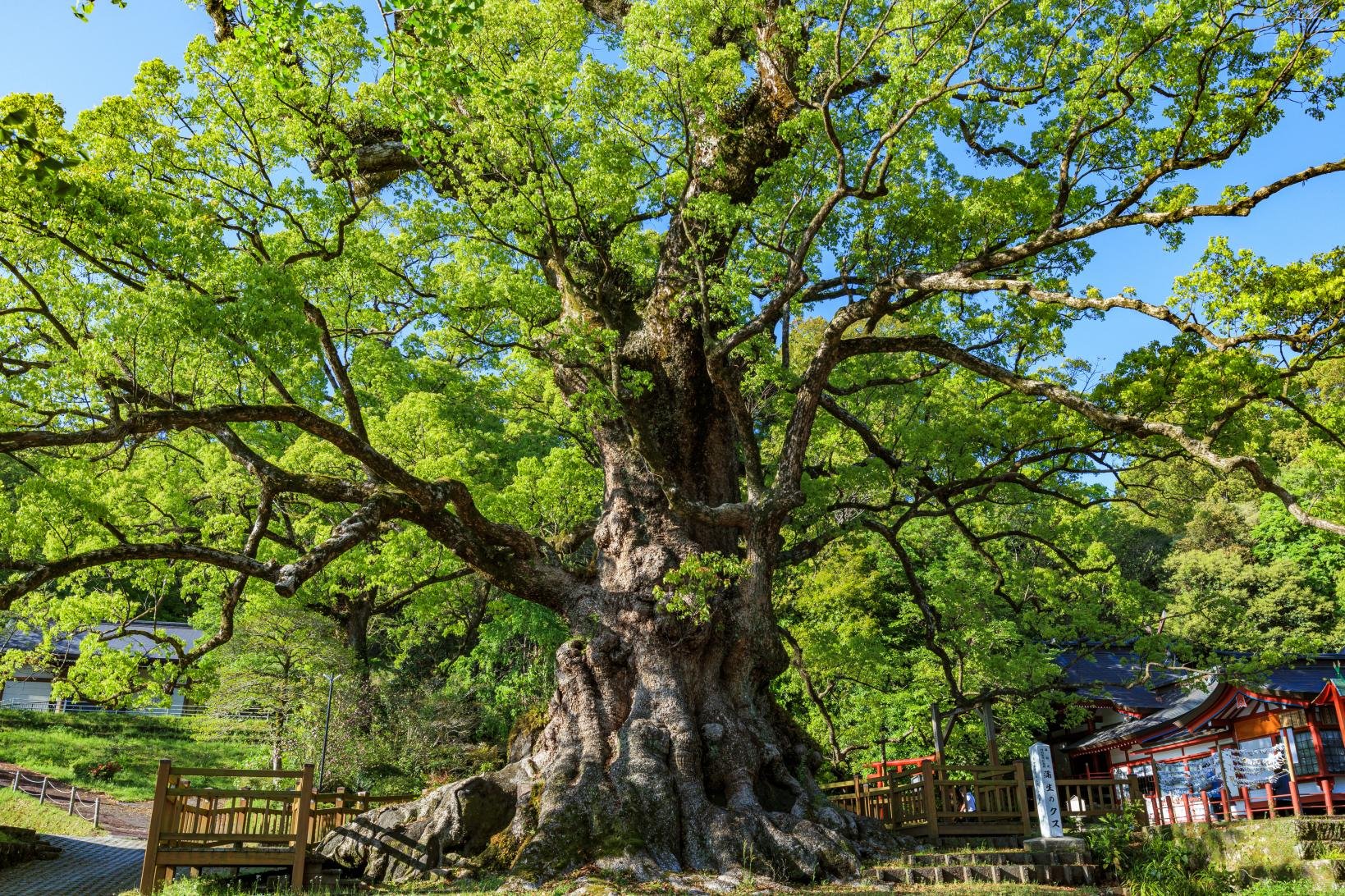 ⛩️ 아라타 하치만구 이미지 5